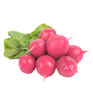 Radish Sparkler White - 3G