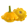 Scallop Squash - 6.5G
