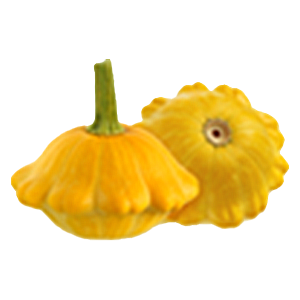Scallop Squash - 6.5G
