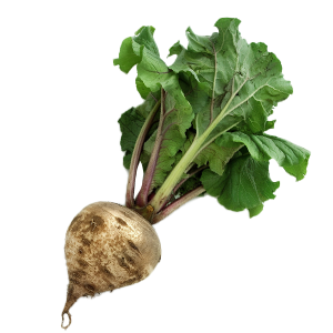Beet Sugar - 1.25G