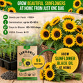 Sunflower Black Oil Seeds Pack 9G