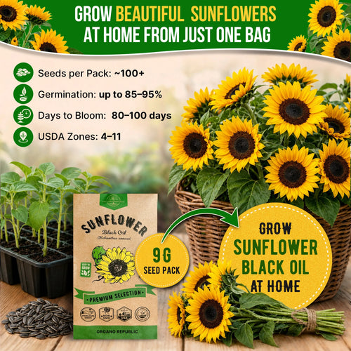 Sunflower Black Oil Seeds Pack 9G