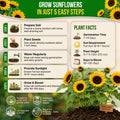 Sunflower Black Oil Seeds Pack 9G