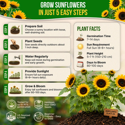 Sunflower Black Oil Seeds Pack 9G