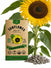 Sunflower Black Oil Seeds