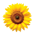 Sunflower Black Oil - 9G