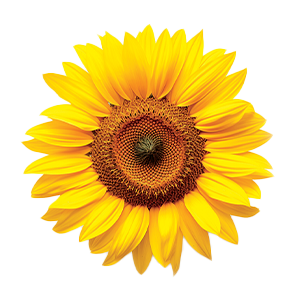 Sunflower Black Oil - 9G