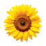 Sunflower Black Oil - 9G