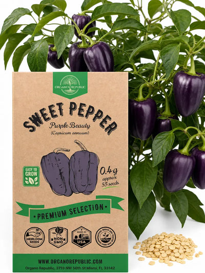 Sweet Pepper Purple Beauty Seeds