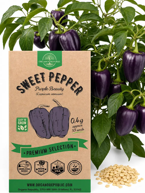 Sweet Pepper Purple Beauty Seeds