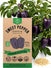 Sweet Pepper Purple Beauty Seeds - Organo Republic