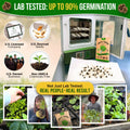 Swiss Chard Fordhook Seeds Pack 3.75G