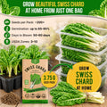 Swiss Chard Fordhook Seeds Pack 3.75G