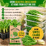 Swiss Chard Fordhook Seeds Pack 3.75G