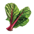 Swiss Chard Ruby Red - 3.75G
