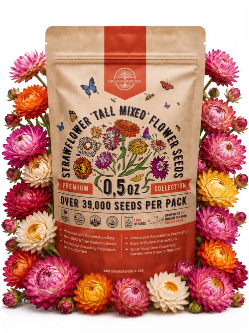 Tall Mixed Strawflower Seeds – Non-GMO Heirloom