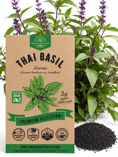 Thai Basil Licorice Seeds