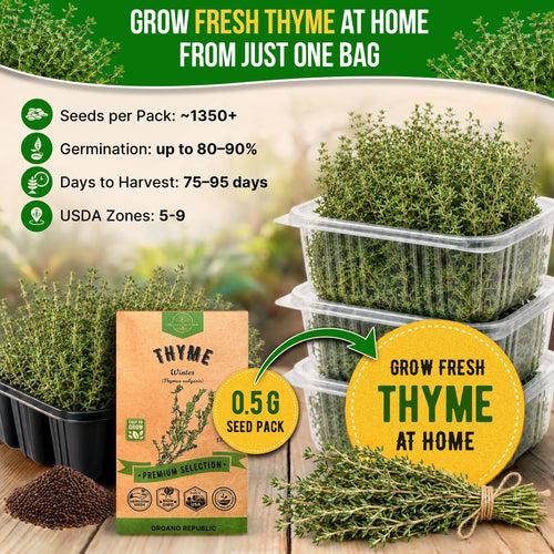 Thyme Seeds Pack 0.5 G