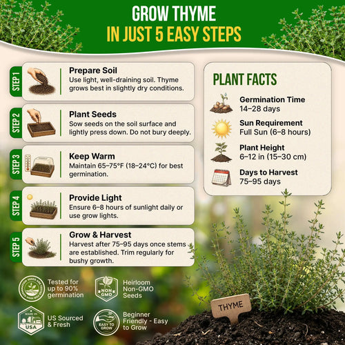 Thyme Seeds Pack 0.5 G