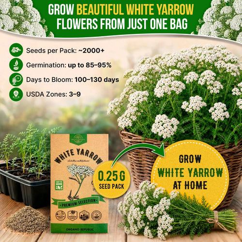 White Yarrow Seeds Pack 0.25G