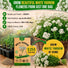 White Yarrow Seeds Pack 0.25G