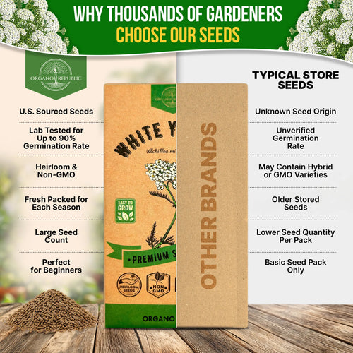 White Yarrow Seeds Pack 0.25G