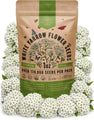 White Yarrow Seeds Organo Republic