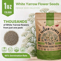 White Yarrow Seeds Organo Republic