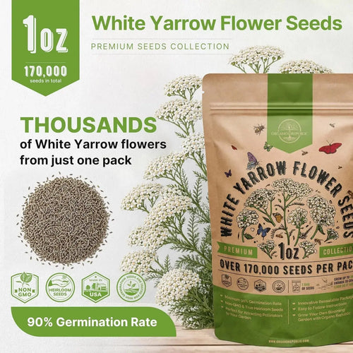 White Yarrow Seeds Organo Republic