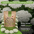 White Yarrow Seeds Organo Republic