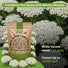 White Yarrow Seeds Organo Republic