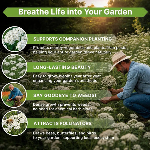 White Yarrow Seeds Organo Republic