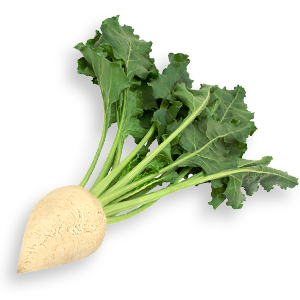 Beet White Albino - 1.25G