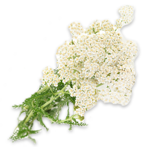 White Yarrow - 0.25G