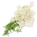White Yarrow - 0.25G