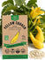 Yellow Squash Golden Summer Crookneck Seeds - Organo Republic