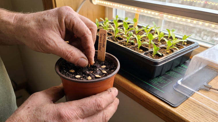 Start artichoke seeds indoors early, then vernalize before transplanting.