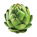 Artichoke Green Globe - 2G