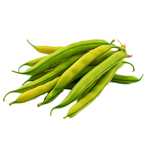 Bush Bean Contender - 15G
