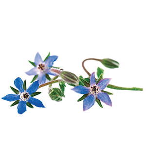 Borage - 1.5G