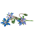 Borage - 1.5G