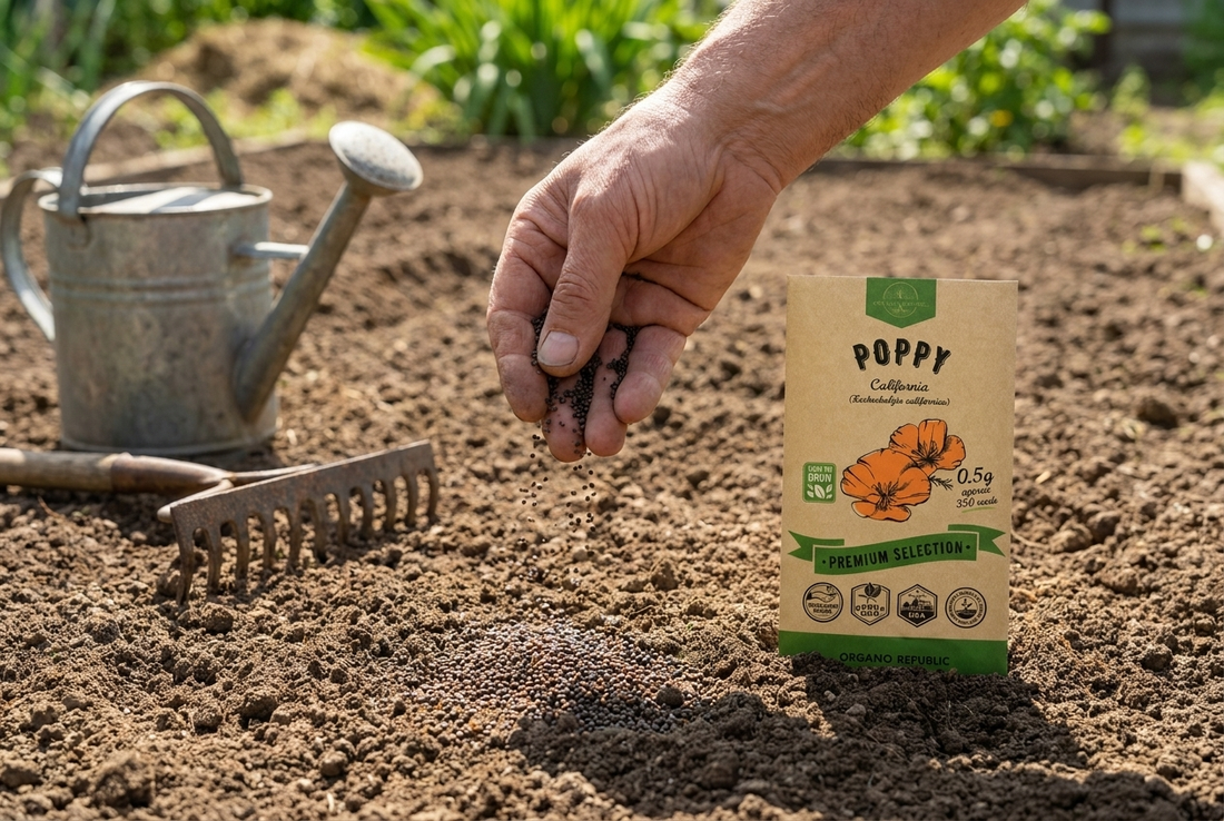Scatter California poppy seeds on raked soil and press them in, no burying.