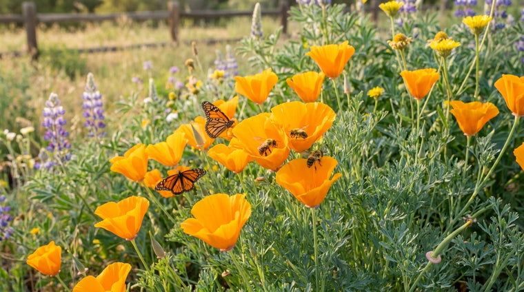 Open poppy blooms feed bees and butterflies all season.