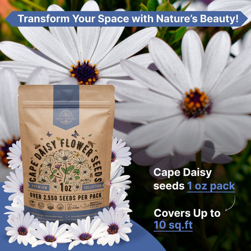 Cape Daisy Flower Seeds Pack 1 oz - Over 2,550 Non - GMO Heirloom Cape Daisy Seeds for Planting, Perennial Flowers in Individual Seed Packet, Seeds for Planting Home Garden Indoor & Outdoor Gardening - Organo Republic