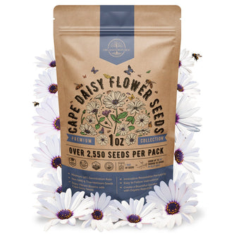 Cape Daisy Flower Seeds Pack 1 oz