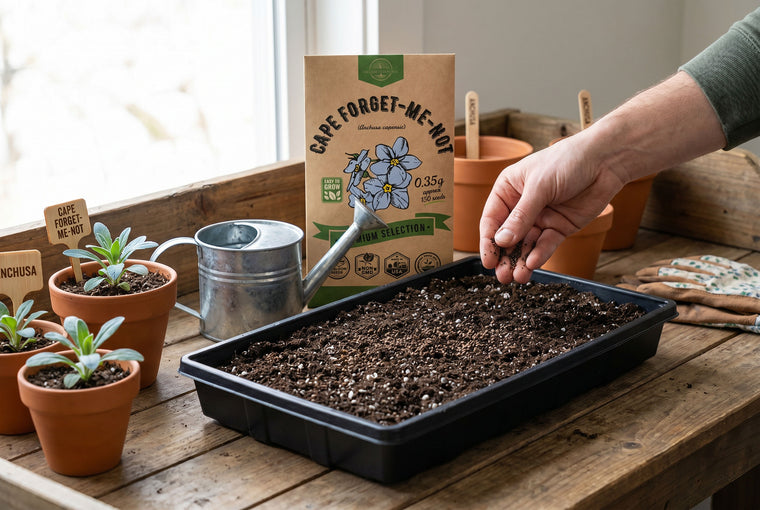 Surface-sow cape forget-me-not seeds and barely cover them, since light aids germination.