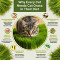 Cat Grass Seeds Mix - 20,800 Non - GMO Heirloom Seeds for Cats & Pets, 16 oz Pack for Growing Fresh Barley, Oat, Rye & Wheat Grass Seeds for Planting, Indoor Plants for Pets, Hairball Remedy for Cats - Organo Republic