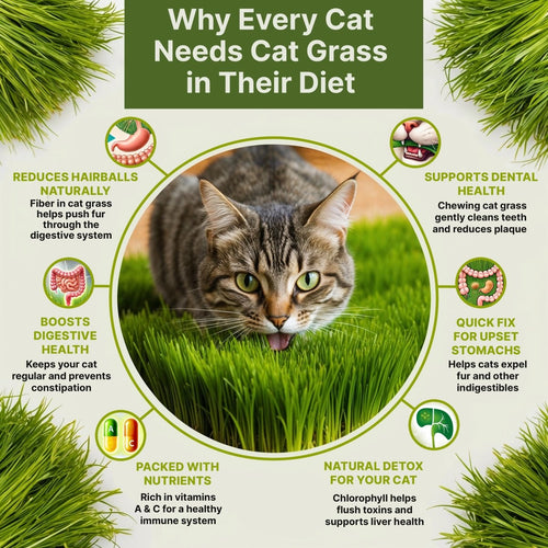 cat grass indoor plant Organo Republic Cat Grass Seeds Mix