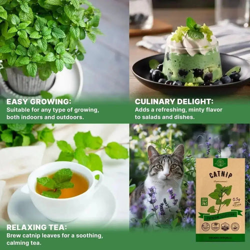 Catnip Seeds Pack 3G - Over 5,200 Non - GMO Heirloom Catnip Seeds for Cats in Individual Seed Packet, Seeds for Planting Herbs Indoors & Outdoors, Plants for Cats, Growing Fresh Catnip for Cat Health - Organo Republic