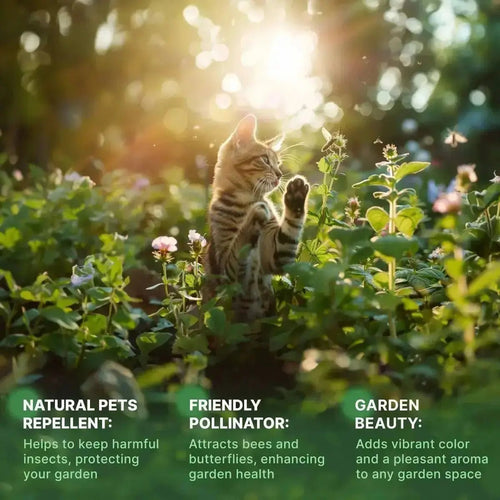 Catnip Seeds Pack 3G - Over 5,200 Non - GMO Heirloom Catnip Seeds for Cats in Individual Seed Packet, Seeds for Planting Herbs Indoors & Outdoors, Plants for Cats, Growing Fresh Catnip for Cat Health - Organo Republic